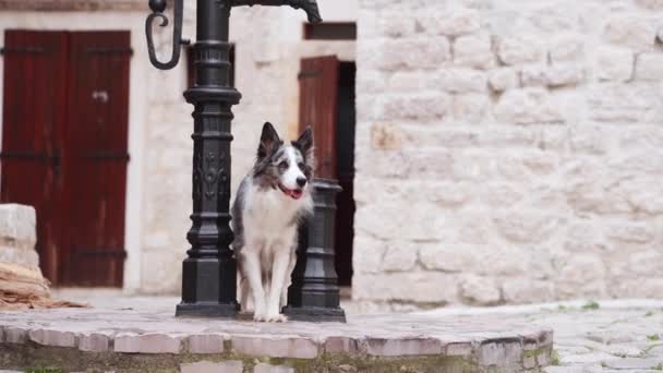 Border Collie Dog Explores Historic Street Curiosity Every Step Pet — Stock Video