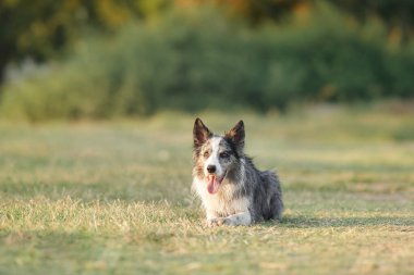 Rahatlamış bir Border Collie köpeği çimenlerin üzerinde soluk soluğa bir gülümsemeyle bekliyor. Sahne, yemyeşil çayırda sakin bir köpek günü.