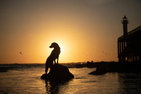 A dog silhouetted against a setting sun near a lighthouse. The warm glow of dusk casts a serene backdrop for the contemplative moment