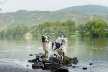 Bir Avustralya çoban köpeği kayalık nehir kıyısında tetikte bekliyor. Dikkatli köpek yavrusu, yeşil yamaçtaki yumuşak su akışına hayran.