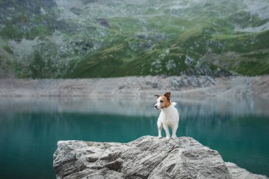 Bir Jack Russell Terrier köpeği, sakin bir dağ gölüne bakan bir kayanın üzerinde tetikte bekliyor. Uyanık köpek sakin dağlık su manzarasını inceliyor.
