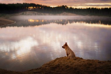 Özenli bir Avustralyalı teriyer köpeği kumlu bir nehir kıyısında oturur, bakışları sisli bir gökyüzünün altında sabittir.