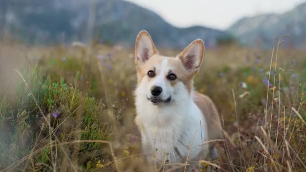 Pies Polu Kwitnienia Uśmiechnięty Pembroke Corgi Naturze Zwierzęta Domowe Zewnątrz — Wideo stockowe