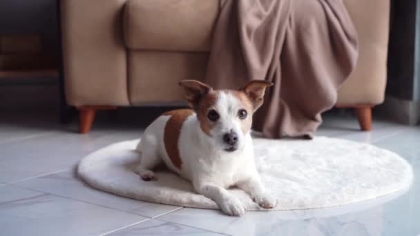 Bir Jack Russell Terrier Köpeği Modern Davetkar Bir Oturma Odasında — Stok video