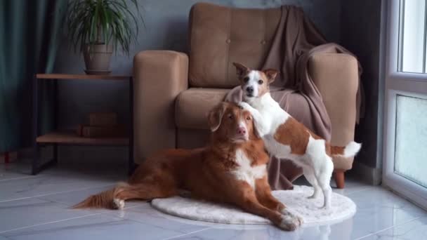 Nova Scotia Duck Tolling Retriever Jack Russell Terrier Cães Interagem — Vídeo de Stock