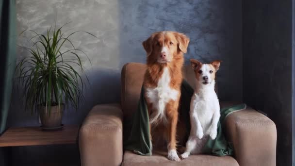 Pato Nova Escócia Tolling Retriever Jack Russell Terrier Cães Sentam — Vídeo de Stock