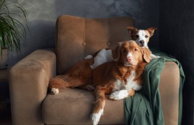 İki köpek bronz bir kanepede dinlenir, bir anlık dostluk içeride yakalanır. Kahverengi ve beyaz bir Jack Russell Terrier tetikte beklerken sakin bir Nova Scotia Duck Tolling Retriever nazikçe ona yaslanıyor.
