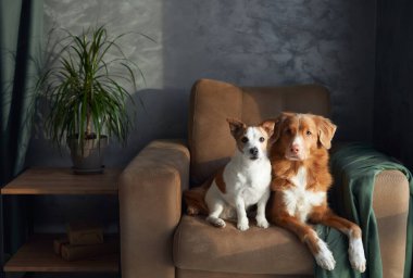 İki köpek bronz bir kanepede dinlenir, bir anlık dostluk içeride yakalanır. Kahverengi ve beyaz bir Jack Russell Terrier tetikte beklerken sakin bir Nova Scotia Duck Tolling Retriever nazikçe ona yaslanıyor.