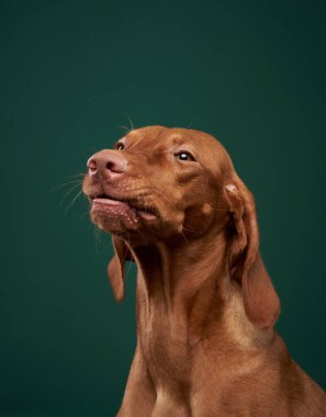 Bir Macar Vizsla yukarı bakar, koyu yeşil zemin. Stüdyo resmi köpeğin zarif özelliklerini ve keskin ifadesini vurgular.