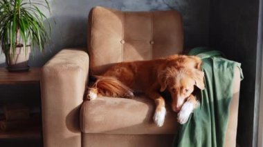 Bir Nova Scotia Duck Tolling Retriever köpeği, yeşil kumaştan yumuşak bir kumaş örtüsü ve bir zarafet ekleyerek, bir koltuğa uzanır..