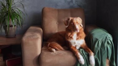 Bir Nova Scotia Duck Tolling Retriever köpeği, yeşil kumaştan yumuşak bir kumaş örtüsü ve bir zarafet ekleyerek, bronz bir koltuğa uzanır.