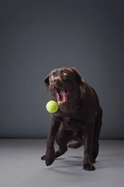 A chocolate Labrador retriever dog caught mid-movement, eyes on a tennis ball on gray