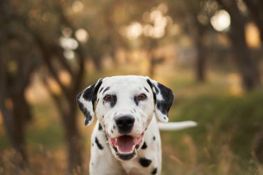 Dalmaçyalı bir köpek, huzurlu bir zeytin korusuna dikkatlice bakar. Benekli paltosu manzaranın dünyevi tonlarıyla uyumsuzdur.