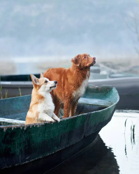 A Welsh Corgi and a Nova Scotia Duck Tolling Retriever share a moment in a verdant lakeside setting. Dog on boat
