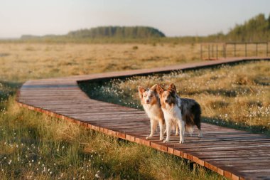İki Sınır Köpeği, sabah dinginliğinde, çiçek açan bir çayırın ortasındaki tahta bir kaldırımda tetikte bekliyor.