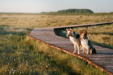 İki Sınır Köpeği, sabah dinginliğinde, çiçek açan bir çayırın ortasındaki tahta bir kaldırımda tetikte bekliyor.