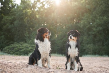 İki Avustralyalı çoban köpeği kumlu bir sahilde dikkatle oturur ve ağaçların arkasındaki güneşin altında güneşlenirler.