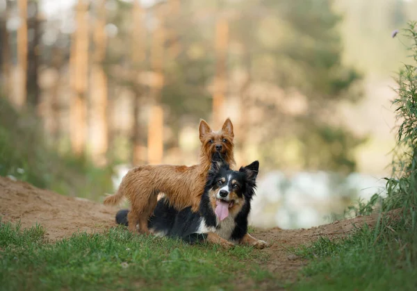 stock image A serene Australian Terrier and a vigilant Border Collie share a tranquil moment in the forest, their expressions reflecting a deep connection with nature