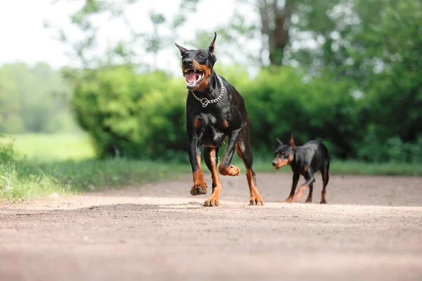 A poised Doberman Pinscher and its miniature counterpart stand alert on a gravel path, showcasing their sleek forms and attentive stances