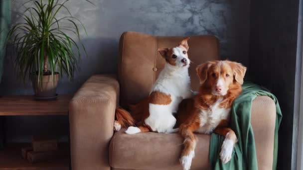 Dois Cães Relaxam Sofá Bronzeado Momento Amizade Capturado Dentro Casa — Vídeo de Stock