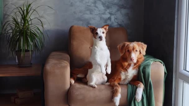 Nova Scotia Duck Tolling Retriever Jack Russell Terrier Köpekleri Bir — Stok video