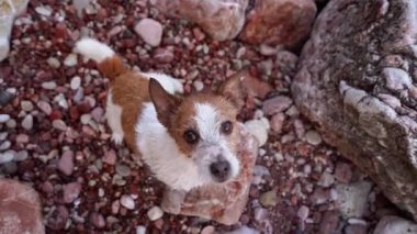 Hevesli Jack Russell Terrier köpeği çakıllı zeminde. Beklendiği gibi, bu heyecanlı teriyer kayalık bir ortamda bir sonraki maceraya hazır.