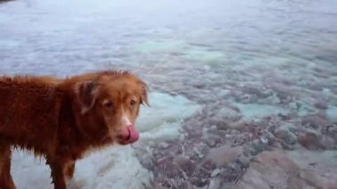 Nova Scotia Duck Tolling Köpeği. Toller sakin sularda kürek çekiyor, su aktivitelerine duyulan sevginin bir örneği olarak.