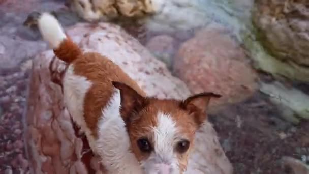 Wet Jack Russell Terrier Dog Inquisitive Look Close Soaked Pet — Stock Video