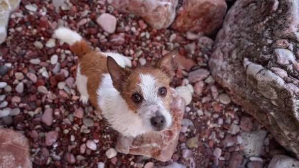Eifriger Jack Russell Terrier Hund Auf Kiesboden Erwartungsvoll Aufblickend Ist — Stockvideo