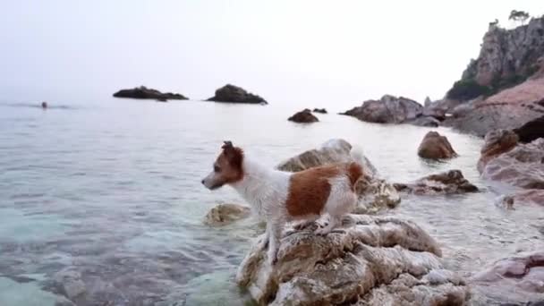 Pies Zwiedzający Skalisty Nadmorski Teren Jack Russell Terrier Żegluje Teksturowanymi — Wideo stockowe