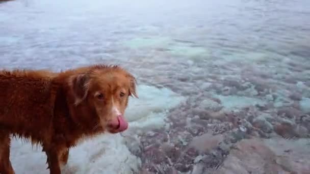 新斯科舍省的鸭托林猎犬在水边觅食 托勒尔划桨划过平静的水面 说明了人们对水活动的热爱 — 图库视频影像
