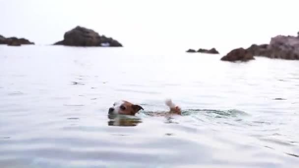 Pies Jack Russell Terrier Pływa Morzu Pobliżu Skalistych Wysepek Skupiona — Wideo stockowe