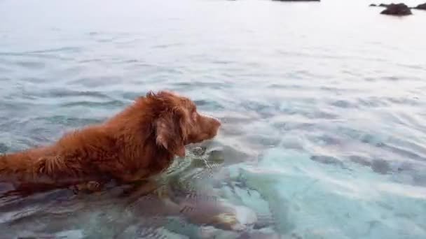 Nova Scotia Duck Tolling Retriever Perro Disfruta Baño Los Diligentes — Vídeos de Stock