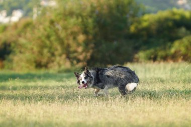 Enerjik bir Sınır Collie köpeği güneş ışığıyla aydınlanan bir alana doğru koşar, dilleri çaba sarf ederek aylaklık eder. Mutlu Evcil Hayvan 