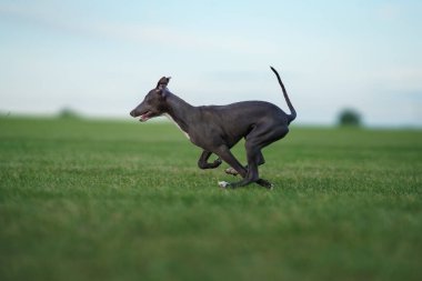 Greyhound köpeği yemyeşil bir arazide koşar, zayıf vücudu çevikliği ve hızı yansıtır. Sahne, açık havada sakin bir ortamda köpek atletizminin özünü yakalıyor.