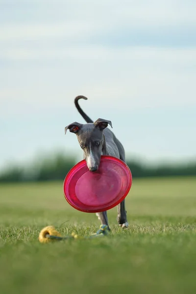 Elegant Greyhound Hund Med Röd Skiva Munnen Mot Klar Himmel Stockfoto