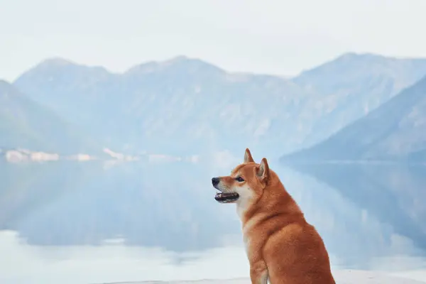 Собака Шиба Ину Величественно Стоит Пьедестале Видом Озеро Горами Заднем Стоковое Изображение