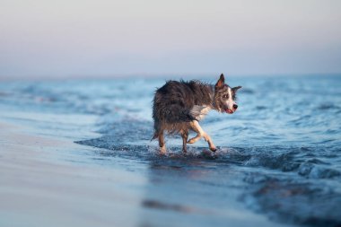 Sırılsıklam bir Border Collie köpeği sığ deniz sularında, güneş ışığında parlayan bir paltoyla koşar. Evcil hayvanın neşesi sakin deniz manzarası ile harmanlanır ve sahil neşesinin bir resmini yaratır.