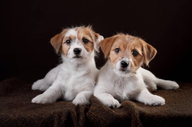 İki Jack Russell Terrier yavrusu kahverengi bir kumaşın üzerinde uzanıyorlar. Stüdyoda köpek