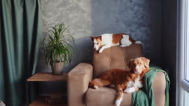 ノバスコシアダックトローリングレトリーバーとジャックラッセルテリア犬はシックでモダンな装飾の部屋で椅子に平和な瞬間を共有します — ストック動画
