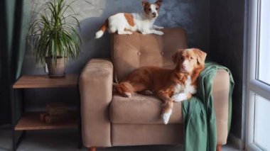 Nova Scotia Duck Tolling Retriever ve Jack Russell Terrier köpekleri şık, modern dekorlu bir odada huzurlu bir anı paylaşıyorlar.