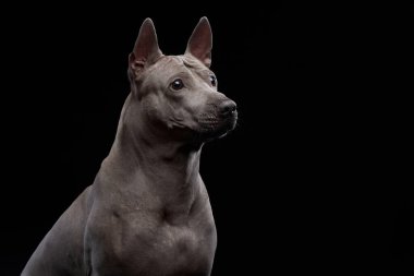 Dengeli bir Thai Ridgeback atletik yapısını ve eşsiz kürkünü bir stüdyo arkaplanına karşı sergiliyor. Bu zarif köpek, profesyonel bir portrede yer alan güç ve uyanıklık yayar.