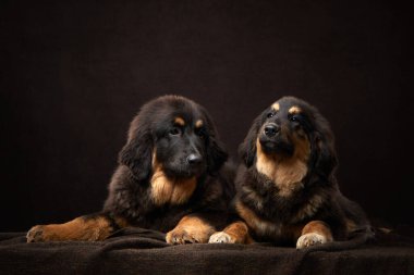 İki Tibetli Mastiff yavrusu pofuduk kürklerini ve tetikte gözlerini koyu bir zemin üzerinde sergiliyor. Stüdyoda köpek