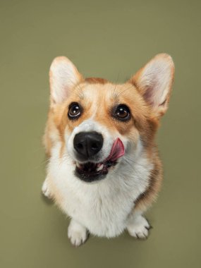 Bir Pembroke Welsh Corgi, sessiz yeşil bir zemine karşı burnunu zevkle yalıyor. Köpeklerin dikkatli bakışları ve neşeli tavırları bir neşe ve cazibe hissi uyandırıyor..