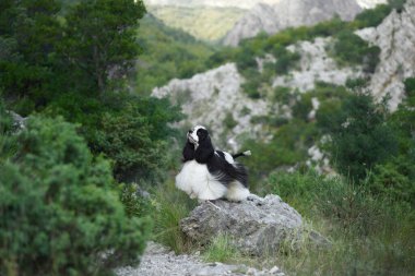 Dağ yolunda iki renkli bir köpek. Spaniel rüzgarlı bir kürkle geriye bakıyor, bir macera anı yakalamış.