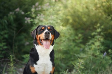 Neşeli bir Büyük İsviçre Dağ Köpeği çiçek açan çalıların arasında hayat dolu ve mutlu bir resim çiziyor.
