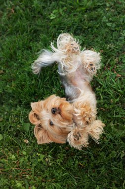 Bir Yorkshire Teriyeri yemyeşil çimlerin üzerinde yuvarlanarak neşeli bir anın tadını çıkarır. Bu tasasız poz, köpeğin neşeli ruhunu ve açık havada keyifli bir günün görüntüsünü yakalar.