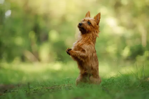 An Australian Terrier dogs stands alert on its hind legs amidst lush greenery.