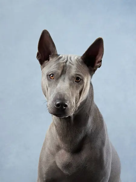 majestic Thai Ridgeback displays its unique features, soft blue background. The dog with muscular build and the distinctive ridge on its back define this rare and ancient breed