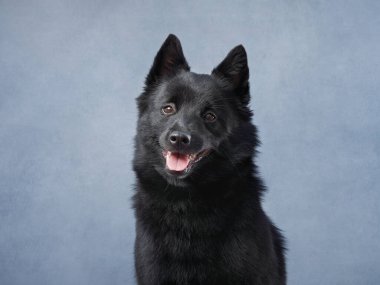 Siyah bir Schipperke köpeği mavi bir arka plana karşı poz verir, meraklı bakışları ve hafifçe başını eğmesi dikkati ve oyunculuğu ifade eder..